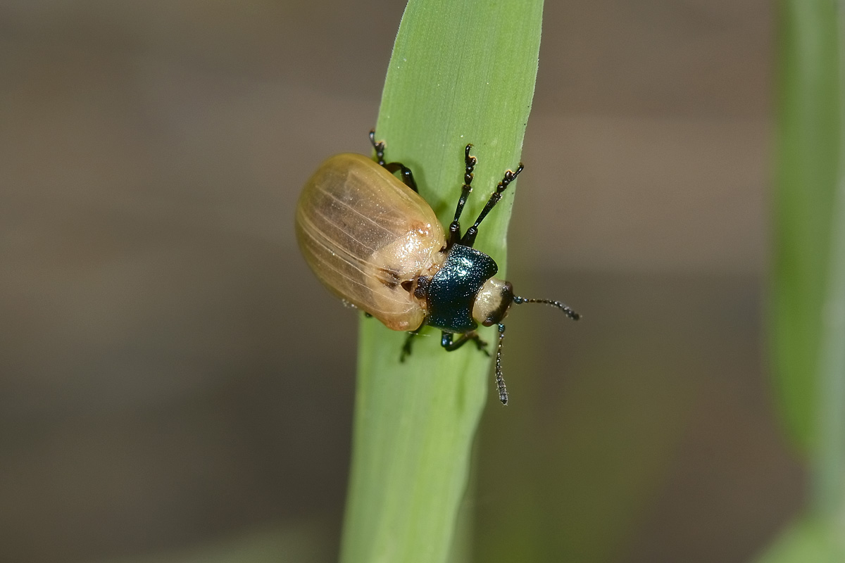 Plagiosterna (= Linaeidea) aenea, Chrysomelidae